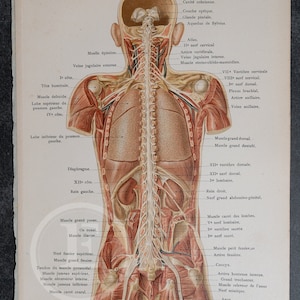 Trunk, neck, and head viewed from behind - Human Anatomy - Topographic Anatomy Book 1905 - Rare Lithography