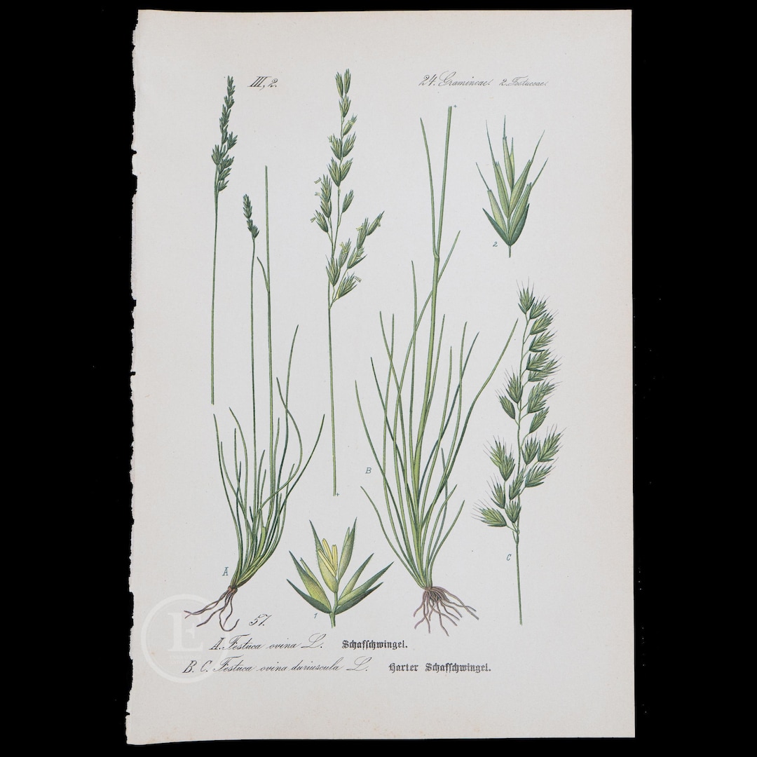 1886 SHEEP'S FESCUE and HARD Sheep's Fescued - Flora of Germany