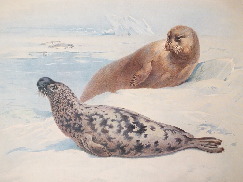 Hooded and Bearded Seal - Vintage Print From the Book "british Mammals ...