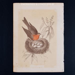 1851 REDBREAST & NEST – Antique Lithograph – Original The Natural History of the Sacred Scriptures, and Guide to General Zoology