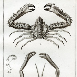 1825 -Lambrus Crab, Masked Crab / Very RARE Engraving - Almost 200 years old!