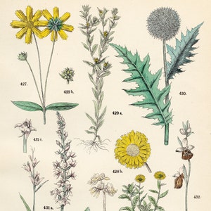 Könnte beinhalten: Eine Vintage-botanische Illustration mit neun verschiedenen Pflanzen, darunter eine gelbe Gänseblümchen, eine grüne Distel und eine weiße Blume mit rosa Blütenblättern. Die Illustration ist mit Zahlen und Buchstaben beschriftet.