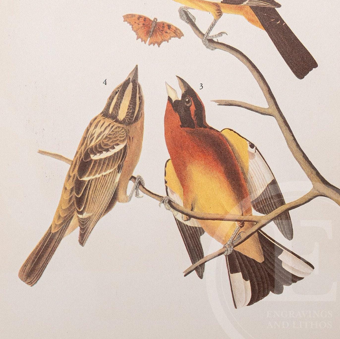 1937 Zwei Kernbeißer und Scharfbeiniger Falke aus "John James Audubon Birds of America" - Kaufen Sie 1 Druck, erhalten Sie 1 gratis!