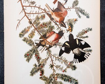 1937 Rose-Breasted Grosbeak and Catbird from "John James Audubon Birds of America" -  Buy 1 print, get 1 free!