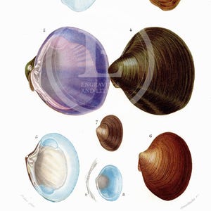 1849 - Fresh water clam, mussel, River mussel – d’Orbigny Natural History Engraving, Hand-Colored