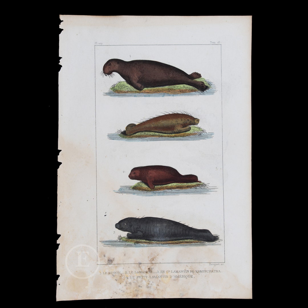 1829 DUGONG, MANATEES Common, Pigmy and American / Authentic Steel