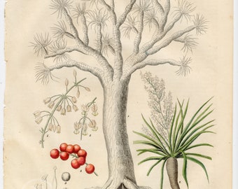 Dragon Tree, Antique Botany Print - Extremely rare, hand-colored from "Book of the World - 1844" by Carl Hoffman