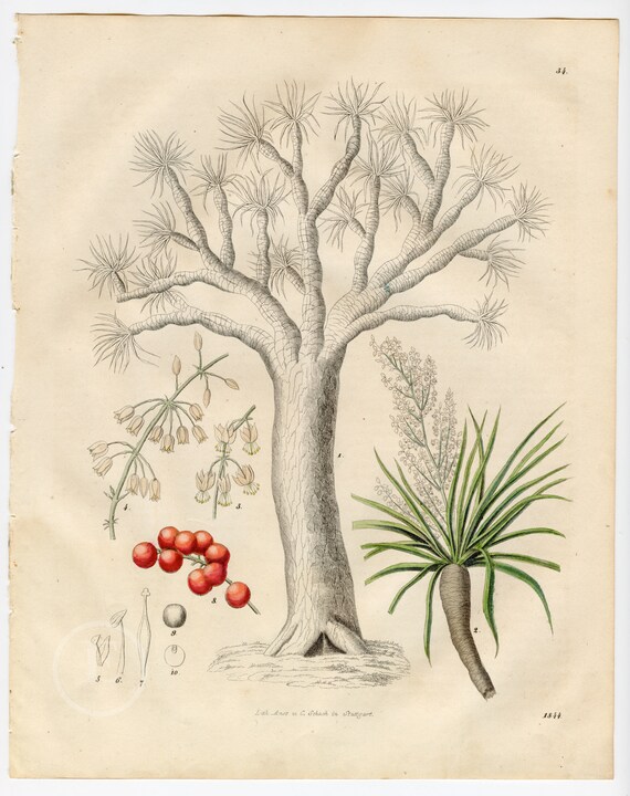 dracaena Large Dracaena Marginata Red Dragon' – Dahing Plants