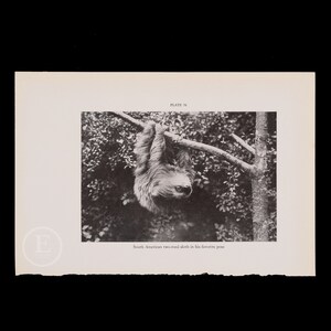 South American two-toed sloth in his favorite pose   - Original vintage print circa 1935