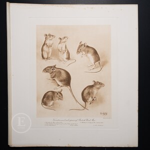 Varieties of British Wood Mice / Heliogravure etching &quot;The Mammals of Great Britain and Ireland&quot; by J G Millais / Big print 13.5x12 in!