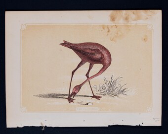 1851 EL FLAMENCO – Litografía antigua – Original de La historia natural de las Sagradas Escrituras y Guía de zoología general