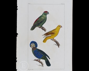 PARROTS:  Festive, Paradise and Hawkhead  / Authentic Steel engraving from Oeuvres de Buffon 1829 - Hand colored!