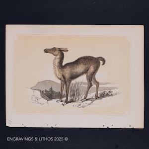 1851 THE LLAMA - Antique Lithograph – Original The Natural History of the Sacred Scriptures, and Guide to General Zoology