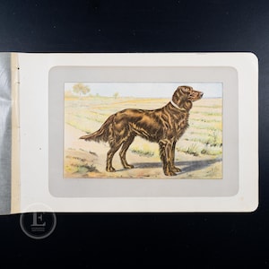 1907  IRISH SETTER hunting dog — 117-Year-Old Lithography Print from Antique French Animal Book – Buy 2, Get 1 Free!