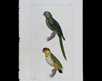 PARROTS:  Perriche Pavouane and Maipouri / Authentic Steel engraving from Oeuvres de Buffon 1829 - Hand colored!