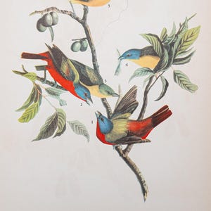 1937 Painted Bunting - Vintage print from &quot;John James Audubon Birds of America&quot; - Buy 2 print, get 1 free!