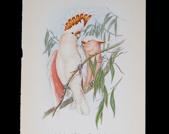 LEADBEATER&#39;S COCKATOO (Cacatua Leadbeateri) - Vintage offset lithography print with stunning colors from 1940!