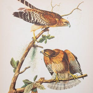 1937 - Régulo de Cuvier y gavilán de hombros rojos – Impresión vintage de aves de Audubon