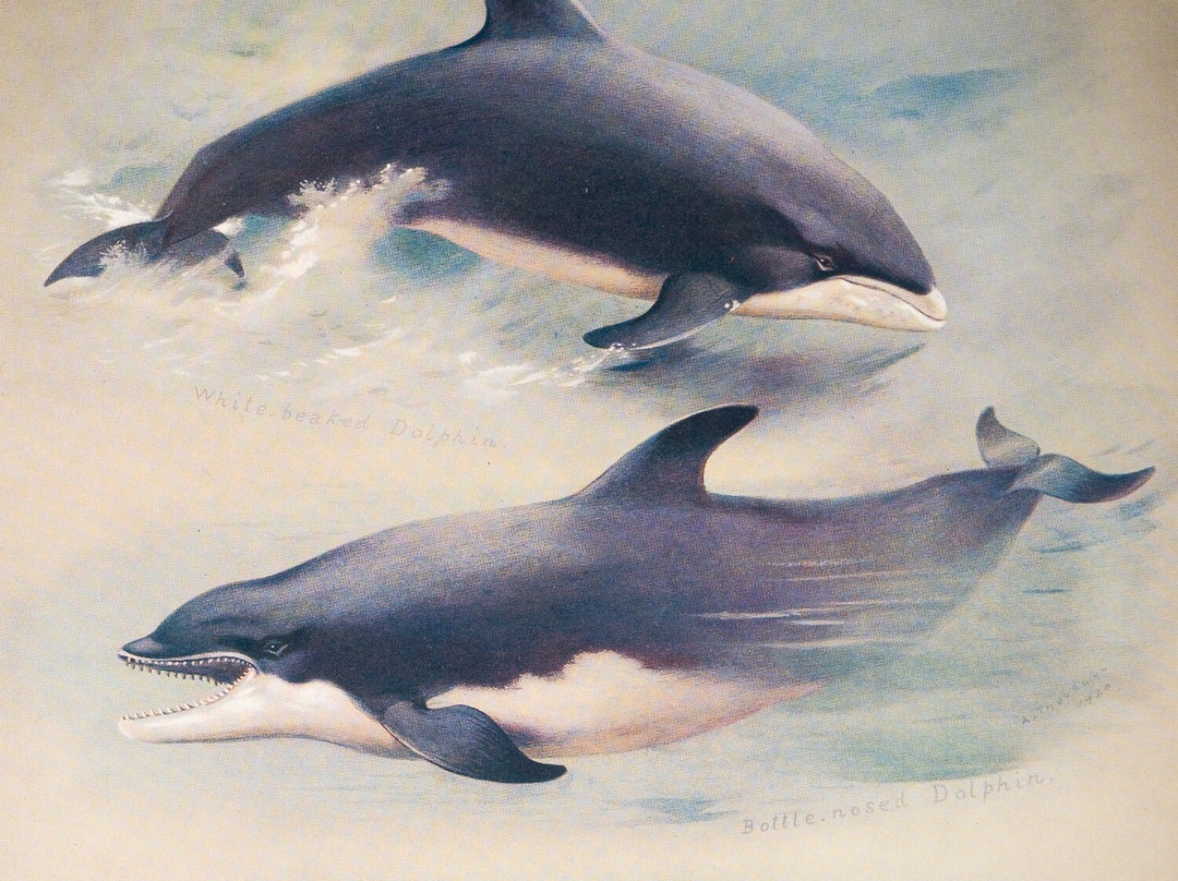 Dolphins - Vintage Print From the Book "british Mammals" A. Thornburn ...