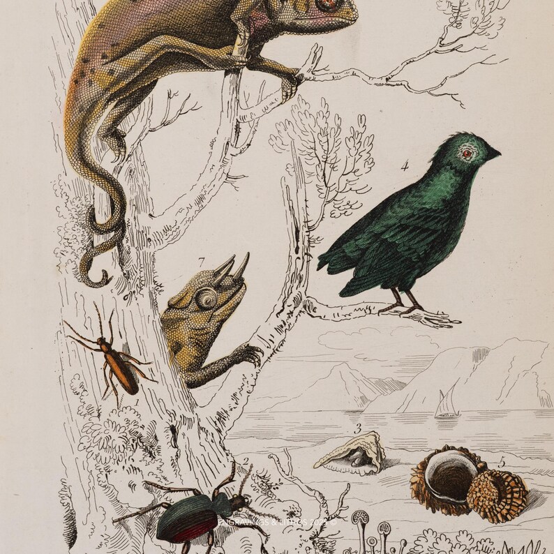 1846 Reptiles, Bird & Insects - Engraving Enhanced With Watercolor From ...