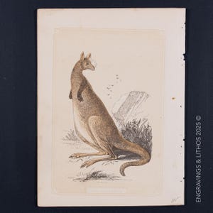 1851 THE KANGAROO - Antique Lithograph – Original The Natural History of the Sacred Scriptures, and Guide to General Zoology