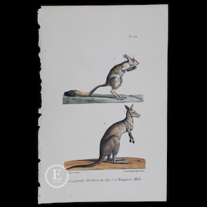 Puede incluir: Una ilustración antigua de dos animales. La imagen superior muestra un pequeño mamífero marrón de orejas largas de pie sobre sus patas traseras. La imagen inferior muestra un mamífero más grande, gris, de orejas largas de pie sobre sus patas traseras. El texto debajo de las imágenes dice "La grande Gerboise du Cap 2 le Kanguroo Male".