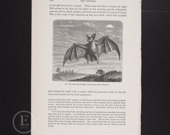 THE AMERICAN VAMPIRE - Original lithography from The Royal Natural History 1896