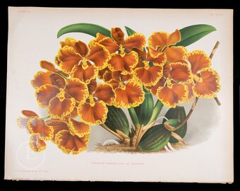 Maximum Forbes' Oncidium orchid - Authentic lithograph by Jean Linden 1892, from Iconographie des Orchidees - Stunning!