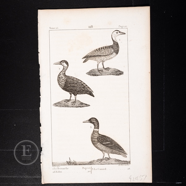 Birds: Barnacle Goose,  Eider Duck and Duck - Original rare print from "Oeuvres Completes de Buffon" 1825