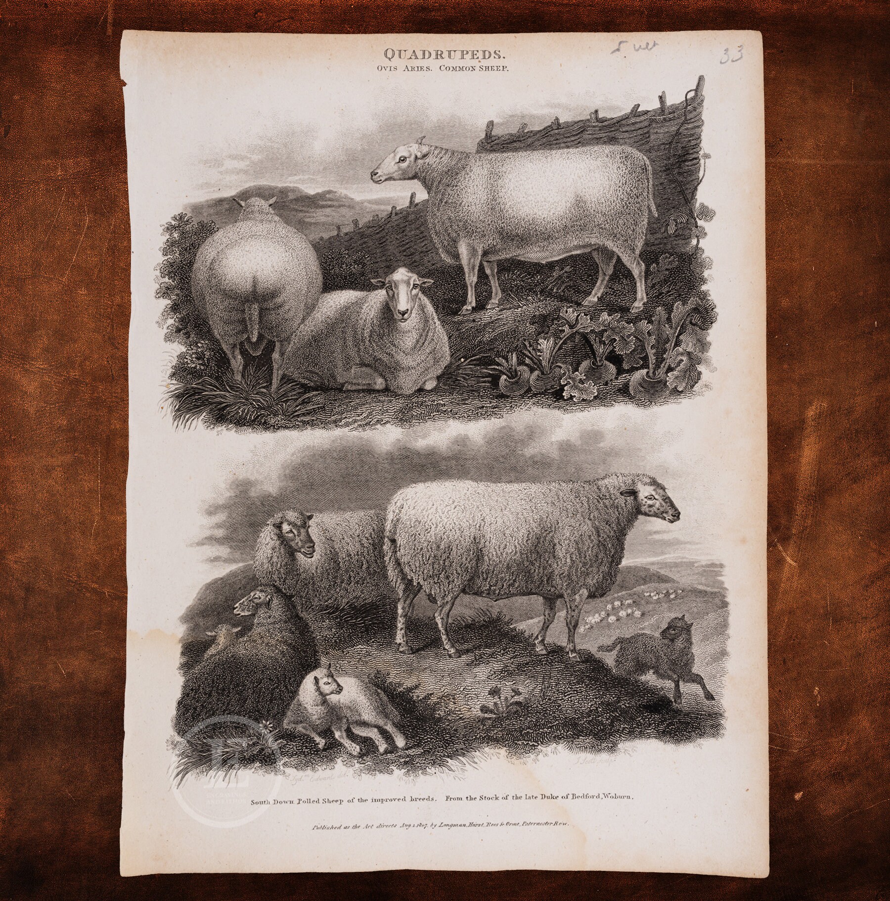 作家　羊 羊：改良種のサウスダウン角羊 - オリジナルの銅版画