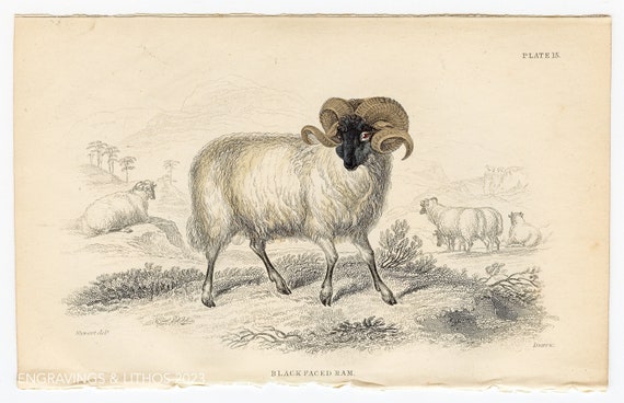 Scottish Blackface Sheep - an Original From 