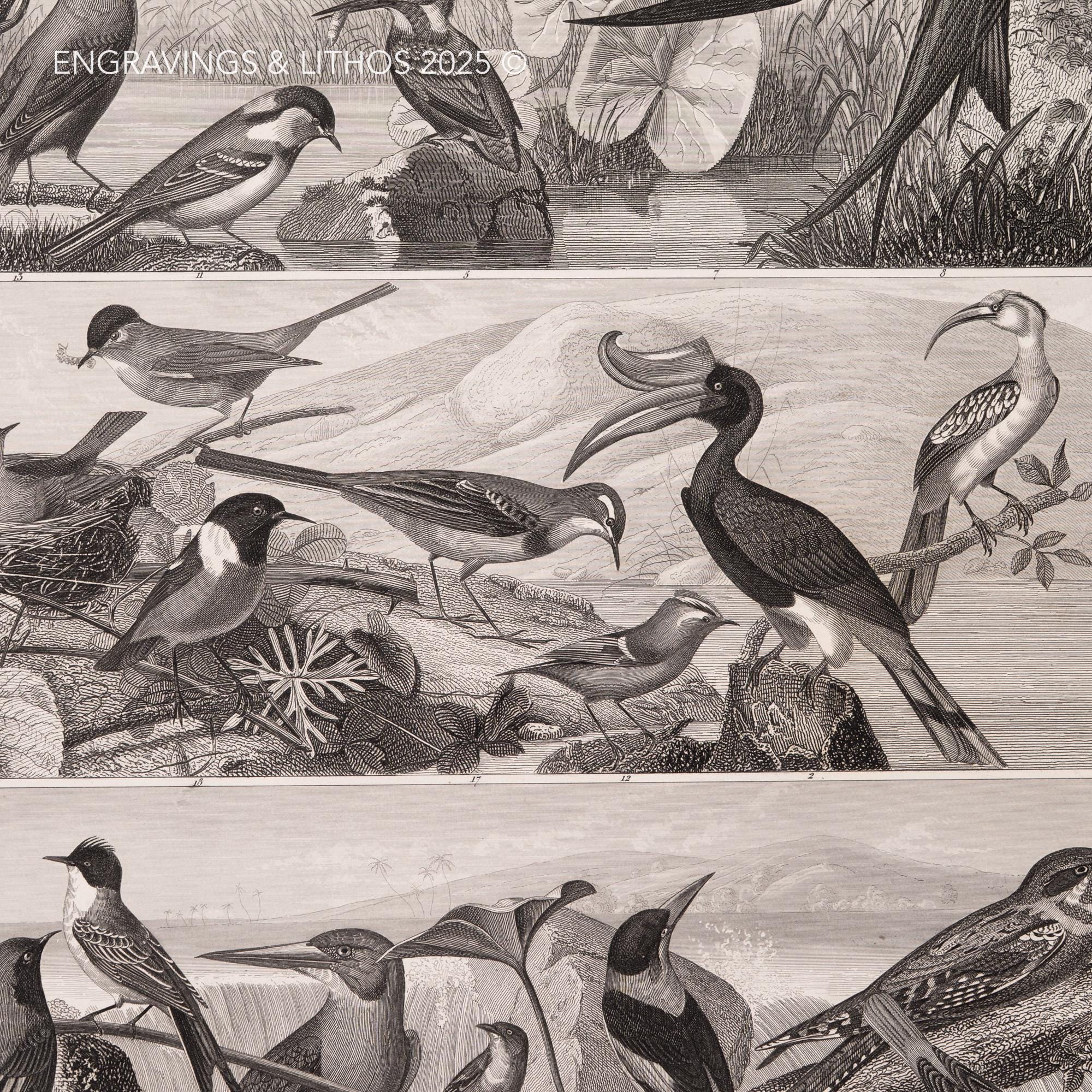 1849 TROPICAL BIRDS and WATERFOWLS – Antique Engraving– Original