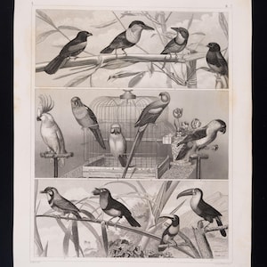 1849 PARROTS, COCKATIEL and TOUCAN – Antique Engraving – Original German Encyclopedia Print, Marine Life, Victorian Decor - Scarce!