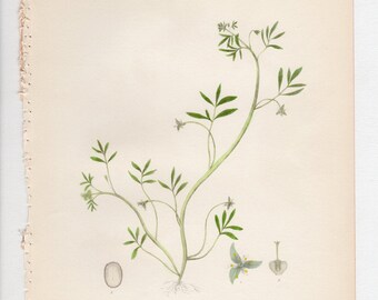 Falsa Sirena - IMPRESIÓN ORIGINAL del libro "Flora del Estado de Nueva York" 1843