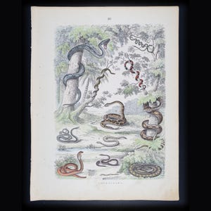 Snakes: Cobra, Python, Boa, Anaconda, Viper - Original Steel engraving Hand Colored - Atlas of the Animal Kingdom from 1861