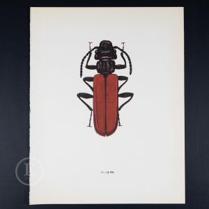 RED-flat BARK BEETLE - Color Offset vintage lithography  of Beetles from the 60s - Insects wall decor