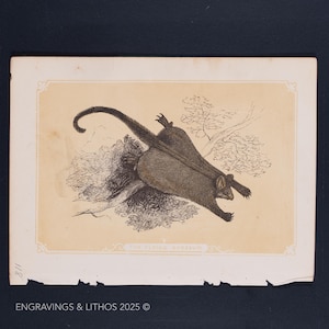 1851 FLYING OPOSSUM – Antique Lithograph –Original The Natural History of the Sacred Scriptures, and Guide to General Zoology