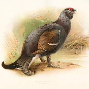 Black grouse - exquisite plate - RARE ORIGINAL PRINT from The Game Birds and Wild Fowl of the British Islands 1900