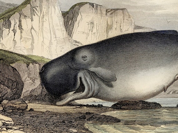 The Macrocephalic Sperm Whale Hand-colored HARD TO FIND Plate From histoire  Naturelle De Lacépède Vol 1 1847 - Etsy