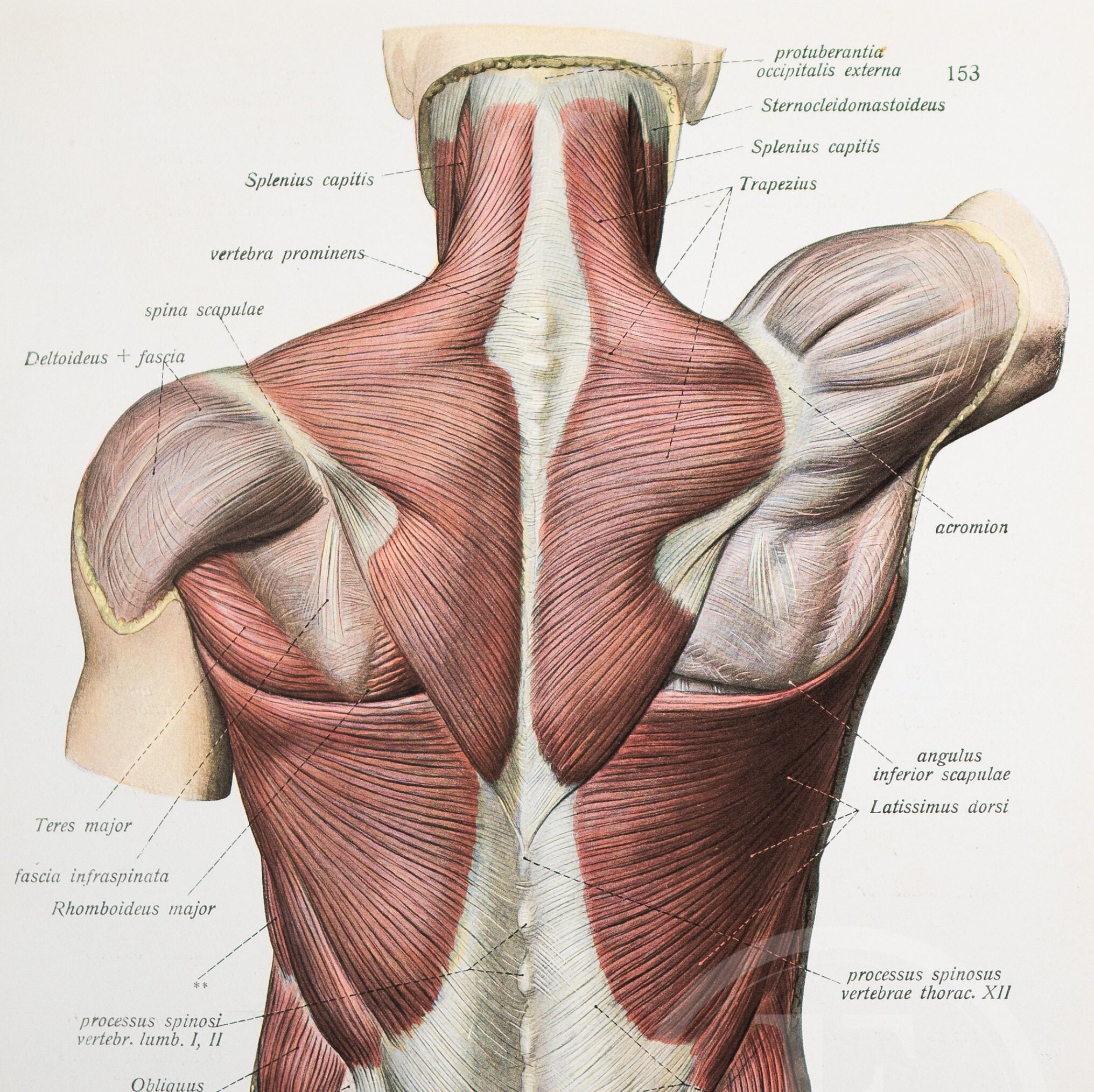 Oberflächliche und tiefe Muskulatur im Rücken / Anatomie des Menschen -  Beschreibendes Anatomie-Buch 1926 - Beidseitig bedruckt! - Auf beiden  Seiten bedruckt! - Etsy Österreich, image size:2032x2029