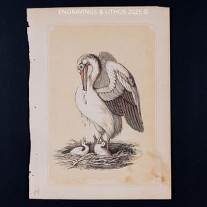 Könnte beinhalten: Eine Vintage-Schwarzweißillustration eines Pelikans, der seine Jungen füttert. Der Pelikan steht in einem Nest mit drei Küken. Die Illustration ist auf cremefarbenem Papier mit dem Text "The Pelican" unten.