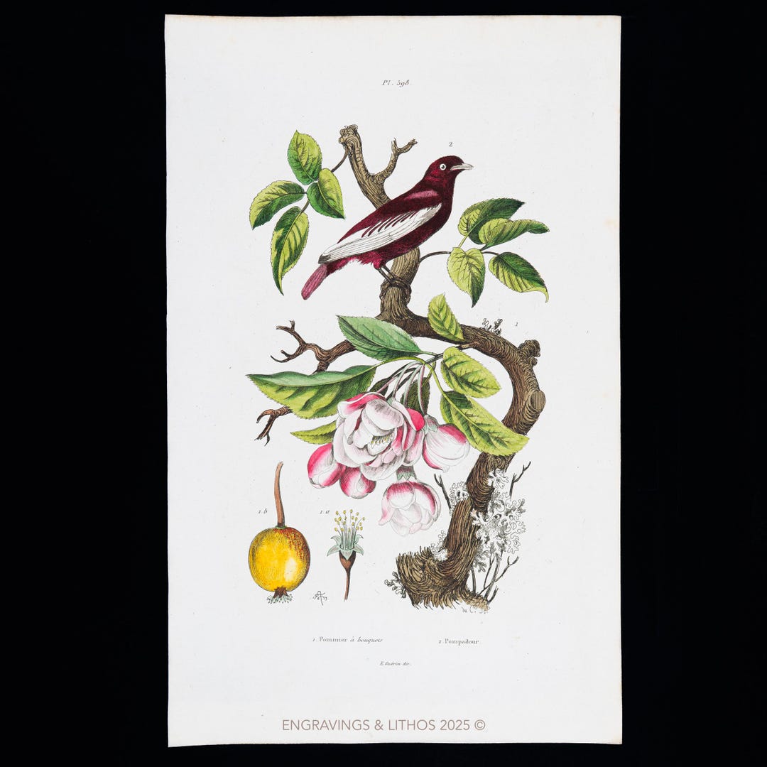 1847 SCARLET TANAGER Bird and APPLE Tree – Original Engraving From ...