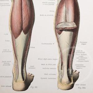Lower leg muscles /Calf muscles / Human Anatomy - Descriptive Anatomy Book 1926 - Printed on both sides!