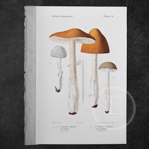 1910 Grisette amanita - Original Vintage Color lithography - Mushroom print - Champignon Print