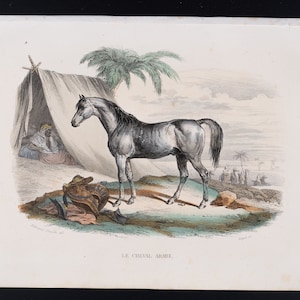 The Arab Horse / Hand-colored plate from &quot;Ouvres Complete de Buffon&quot; 1866
