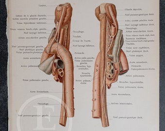 Vaisseaux et nerfs du médiastin et de la partie inférieure du cou - Anatomie humaine - Livre d'anatomie topographique 1905 - Lithographie rare