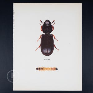 May include: A black beetle with red legs and antennae. The beetle is shown from above and has a white stripe down the center of its back. The beetle is 6-11 mm long. Below the beetle is a yellow and brown larva.