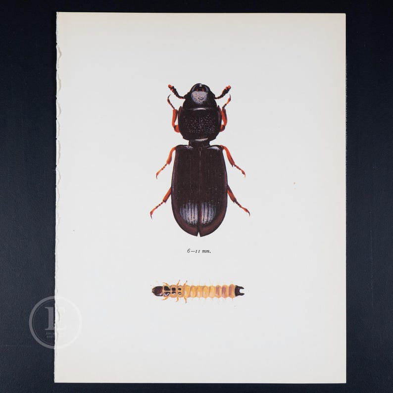 May include: A black beetle with red legs and antennae. The beetle is shown from above and has a white stripe down the center of its back. The beetle is 6-11 mm long. Below the beetle is a yellow and brown larva.