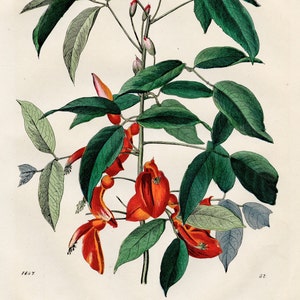 The coral tree - VERY RARE - Original lithography out of &quot;Das Buck der Welt&quot; 1847