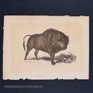 1851 THE BISON – Antique Lithograph – Original The Natural History of the Sacred Scriptures, and Guide to General Zoology